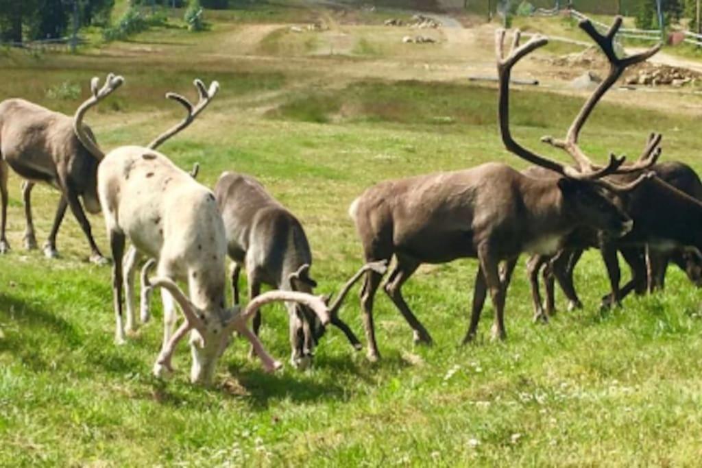 Bjoernrike Vemdalen. Mitt I Backen 公寓